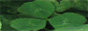 �Хʡ�